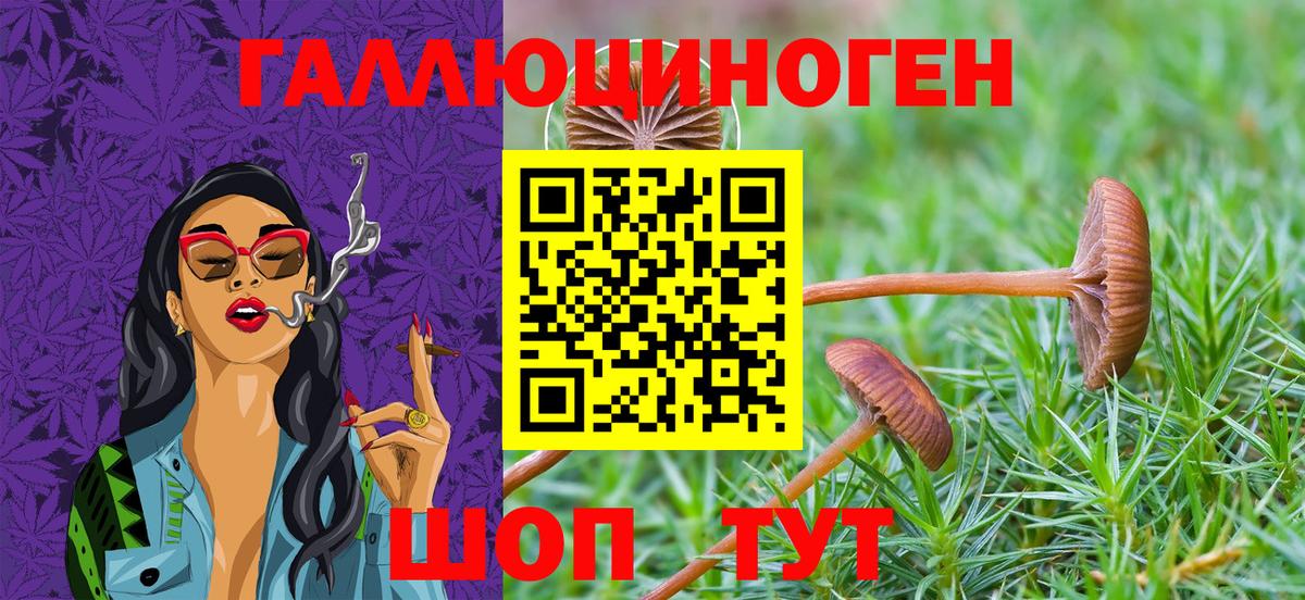 где купить наркоту  Вход с VPN  Лесосибирск  Галлюциногенные грибы мицелий 